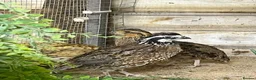 Quail poultry for sale: Trio of bobwhite quail  - Advert 1