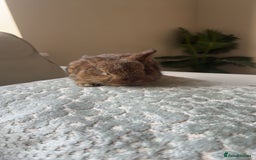 Mini Lop rabbits for sale: Baby bunnies for sale - Image 3