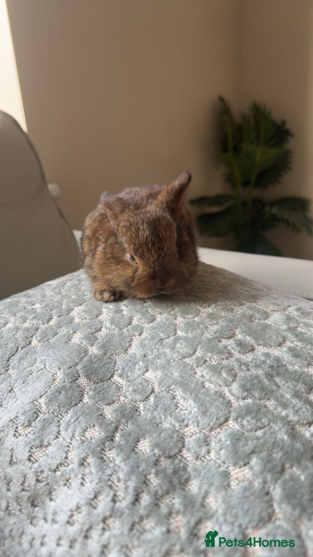 Mini Lop rabbits for sale: Baby bunnies for sale - Image 3