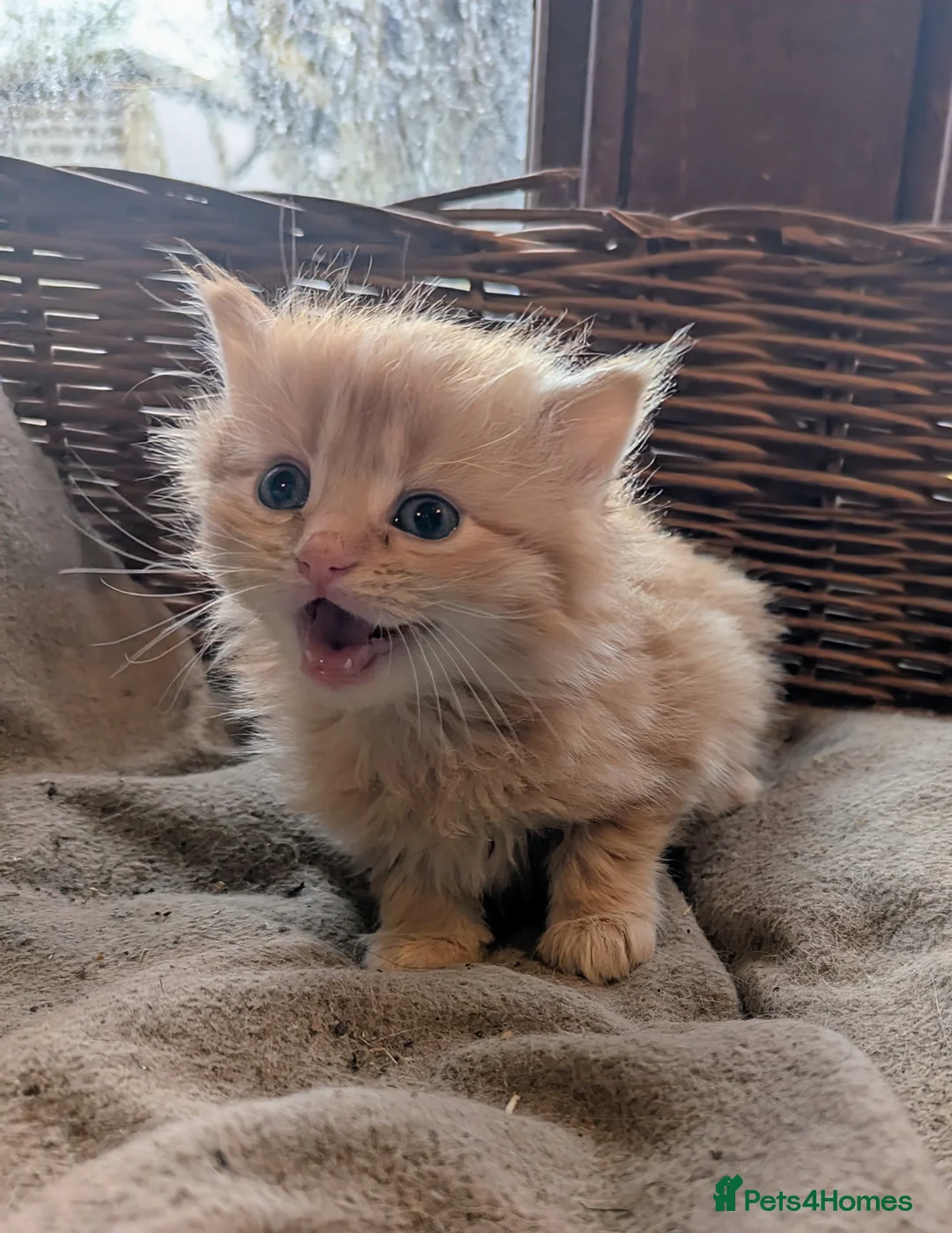 Domestic Shorthair cats for sale: Adorable kittens  - Advert 3