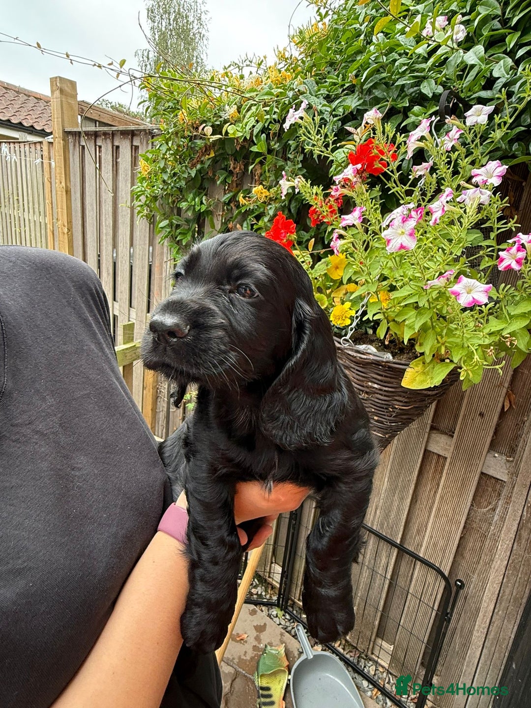 Cocker Spaniel dogs for sale: KC registered working cocker spaniel puppies - Image 7