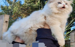 Ragdoll cats for sale: 🔥PRESTIGIOUS BEAST SIZE EU FEMALE🔥  - Advert 11