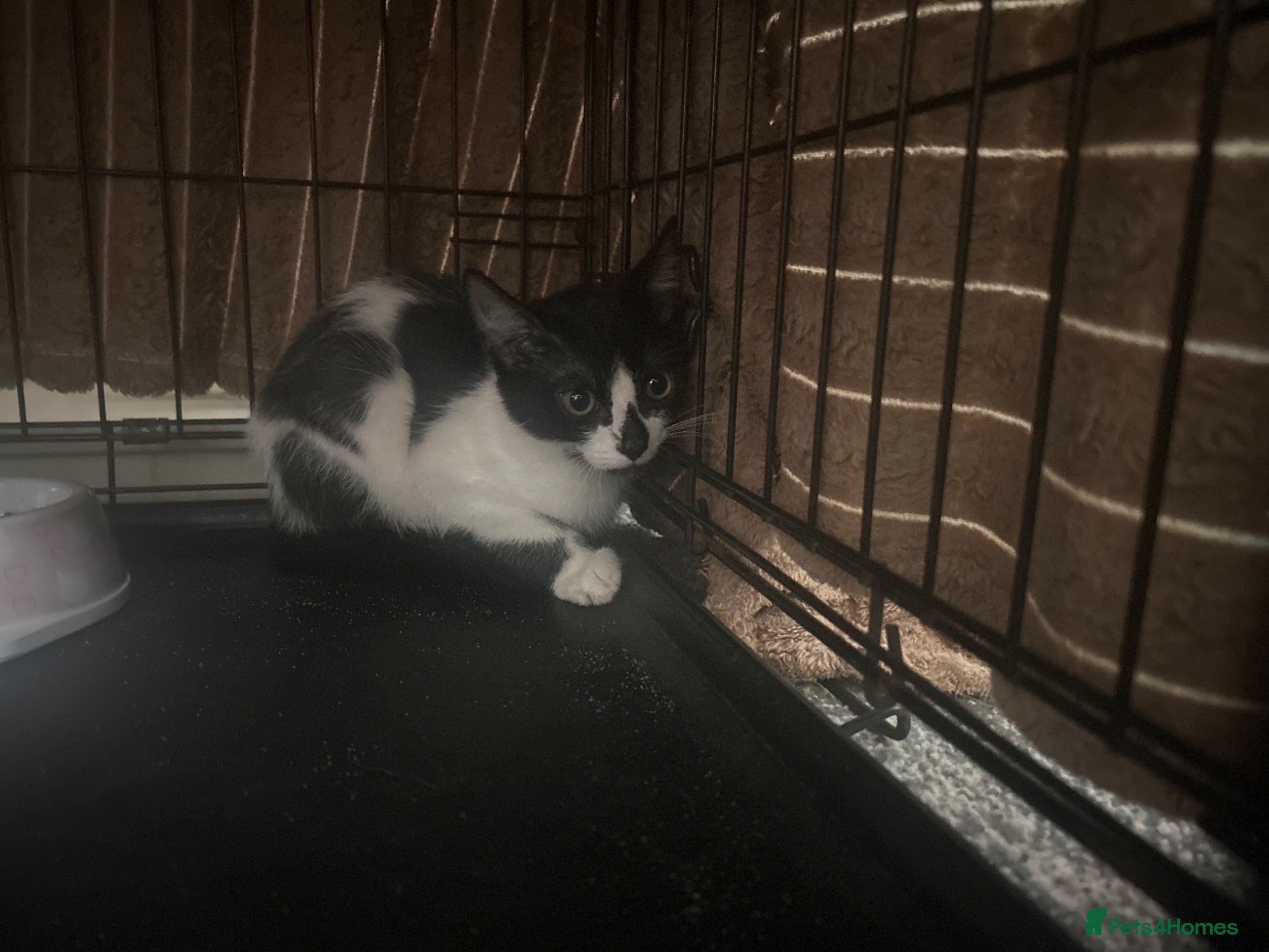 Mixed Breed cats Kitten free to a good home  - Advert 4