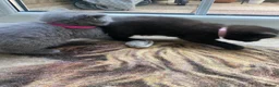 British Shorthair cats for sale: British shorthair mix with Ragdoll in Lincoln - Advert 8