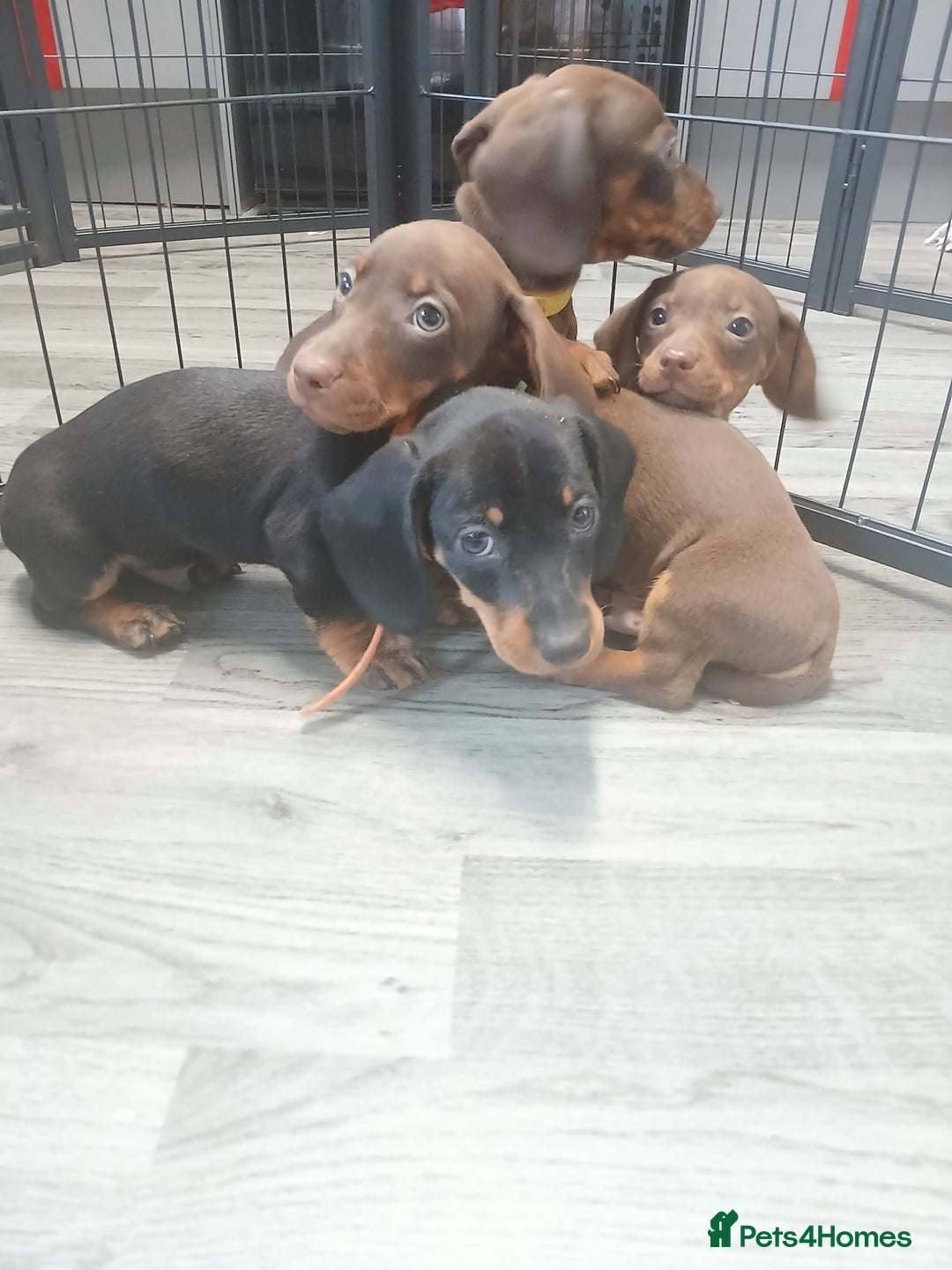 Dachshund dogs for sale: Dachshund puppies  - Advert 7