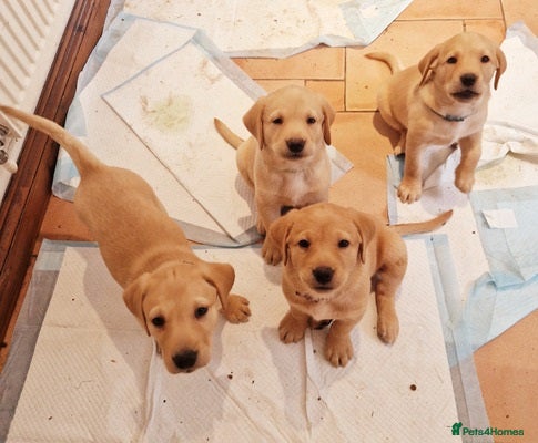 Labrador Retriever dogs Stunning Labrador retriever - Advert 4