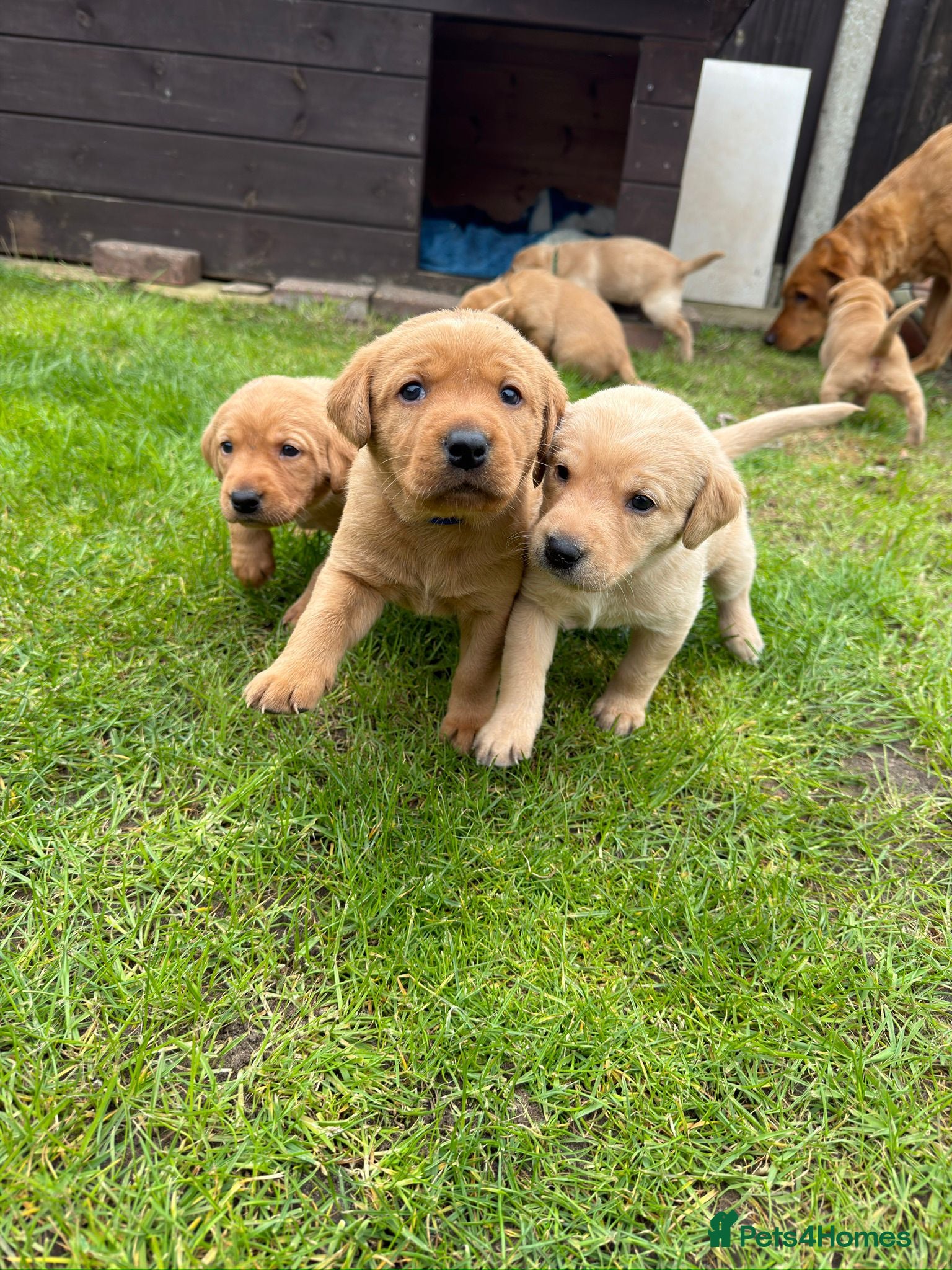 Labrador Retriever dogs Labrador retriever KC registered puppies - Advert 1
