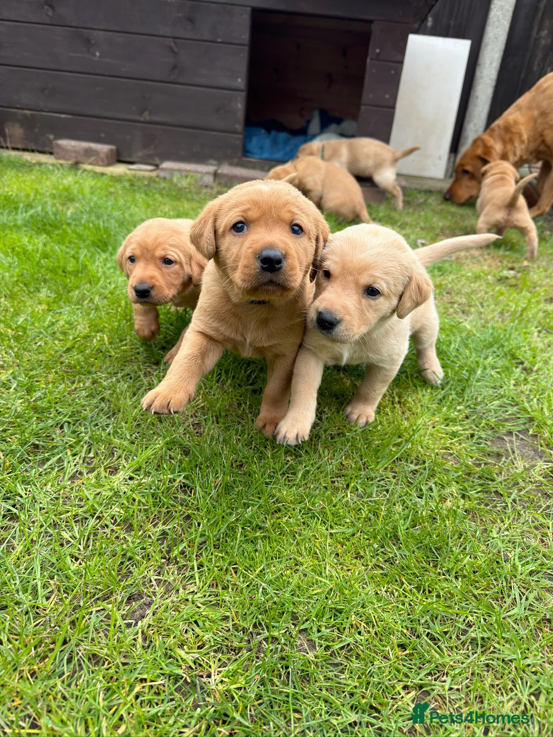 Labrador Retriever dogs for sale: Labrador retriever KC registered puppies in Norwich - Advert 1