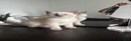 Ragdoll cats for sale: Ragdoll x mink tonkinese kittens - Advert 17