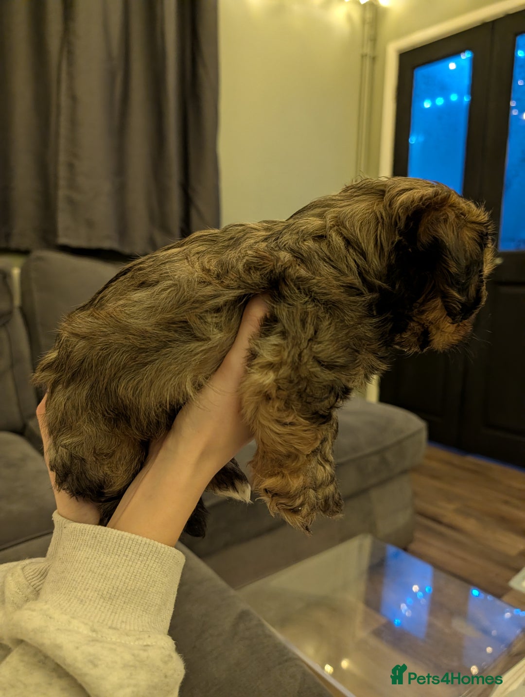 Mixed Breed dogs for sale: Beautiful cross Shih Tzu puppies  - Advert 12