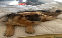 German Shepherd dogs for sale: Long-Medium hair pure bred German Shepherds 🇩🇪 - Image 10