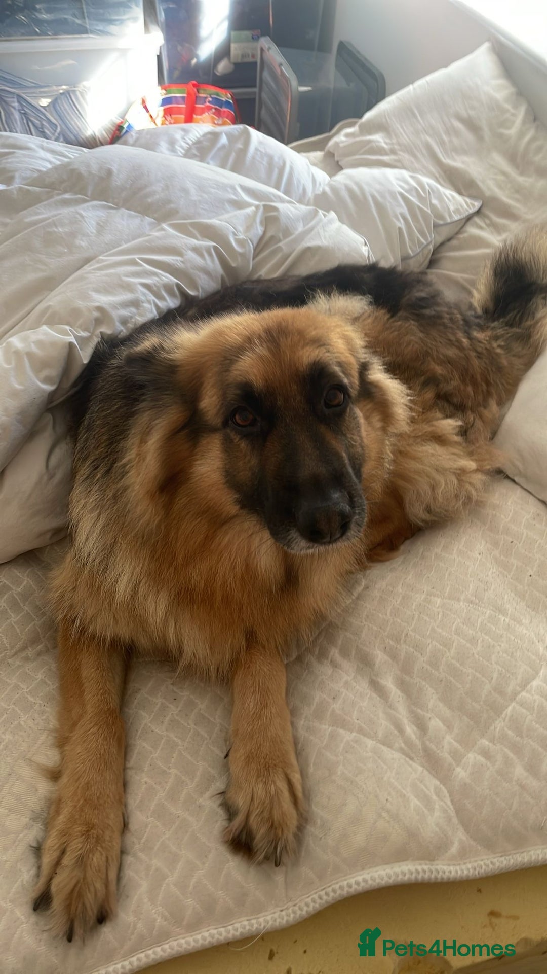 German Shepherd dogs for sale: Long-Medium hair pure bred German Shepherds 🇩🇪 - Image 10