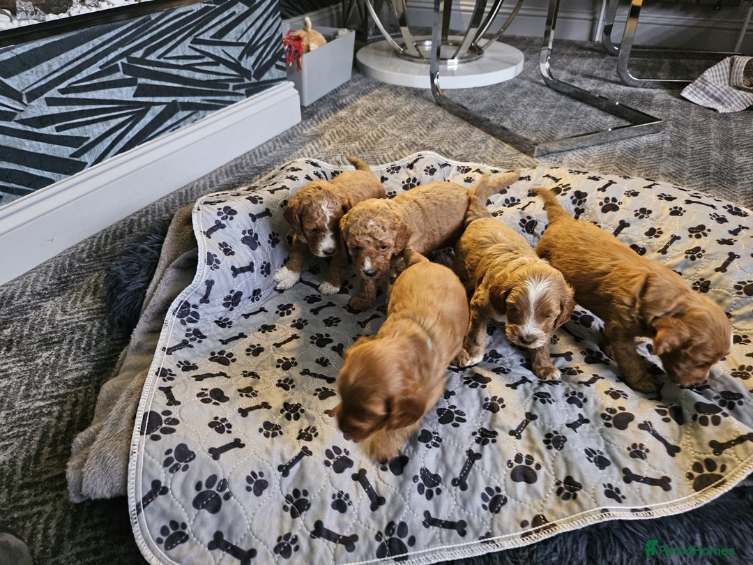 Cockapoo dogs for sale: Gorgeous F1b Toy Cockapoo puppies - Image 8