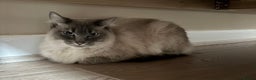 Ragdoll cats for sale: Affectionate ragdoll - Advert 5