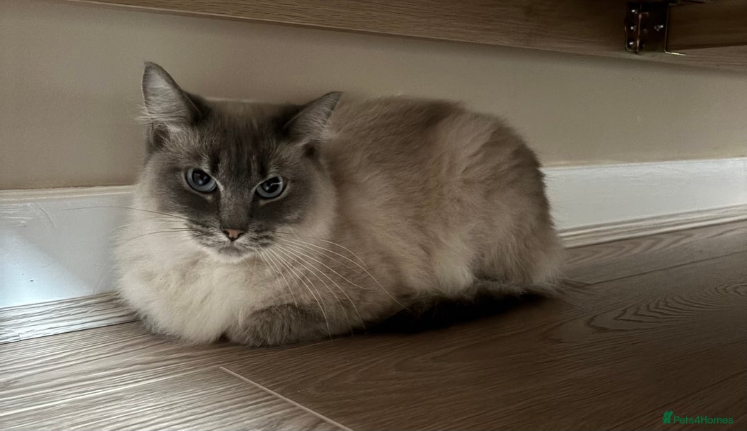 Ragdoll cats for sale: Affectionate ragdoll - Advert 5