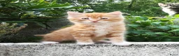 Mixed Breed cats for sale: AMAZING, BEAUTIFUL, CLEVER, HEALTHY KITTENS - Advert 18