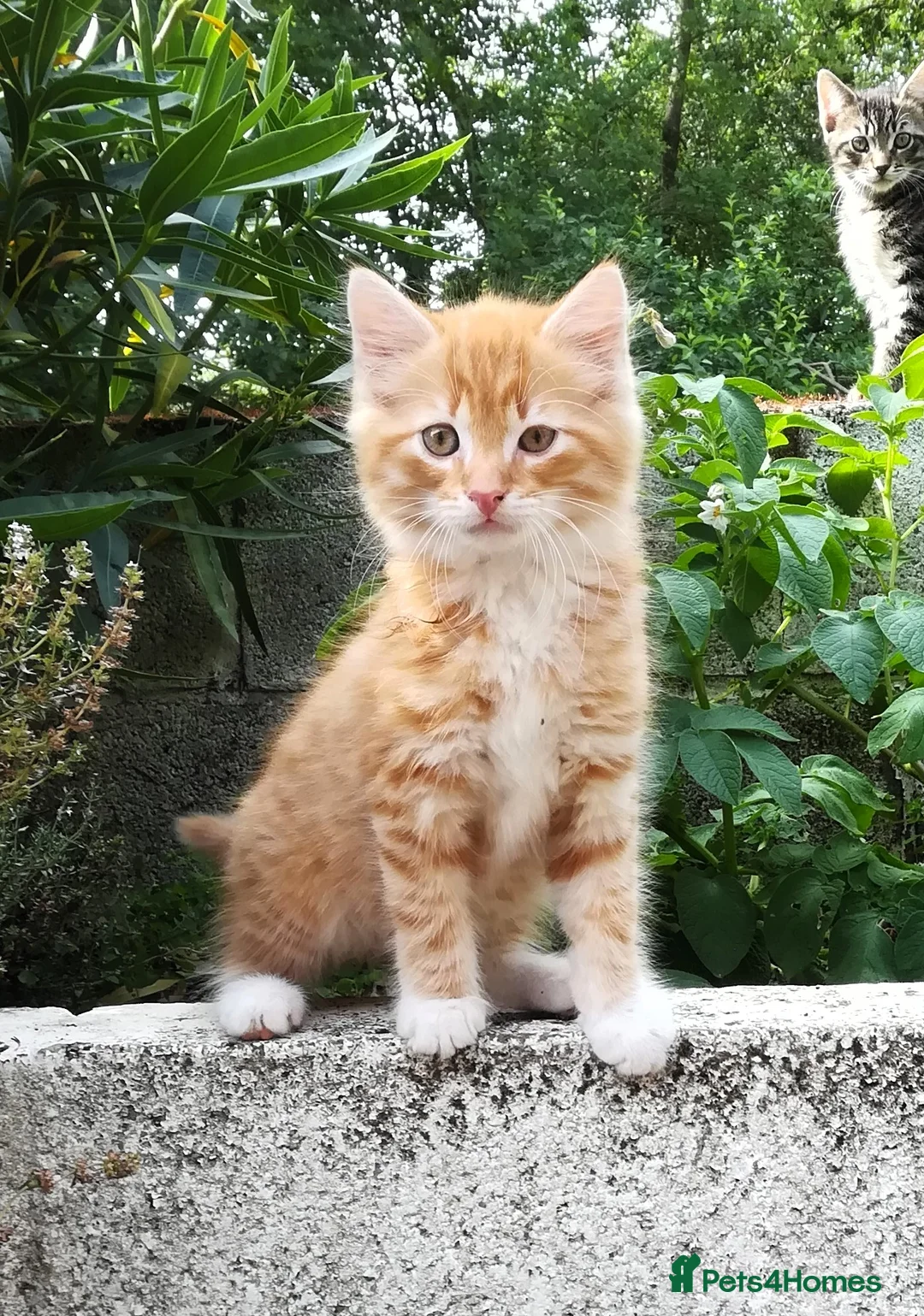 Mixed Breed cats for sale: AMAZING, BEAUTIFUL, CLEVER, HEALTHY KITTENS - Advert 18