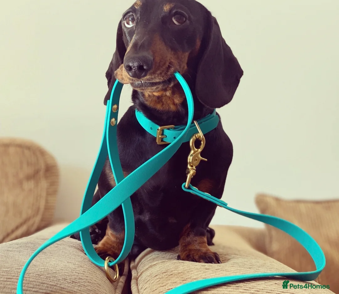 Miniature Dachshund dogs for stud: Kc reg IVDD screened pra clear mini smooth  in Newton Abbot - Advert 31