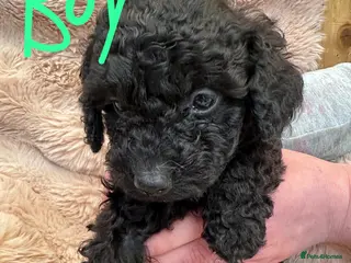Cockapoo dogs Beautiful black cockapoo puppies for sale 💕 - Advert 6