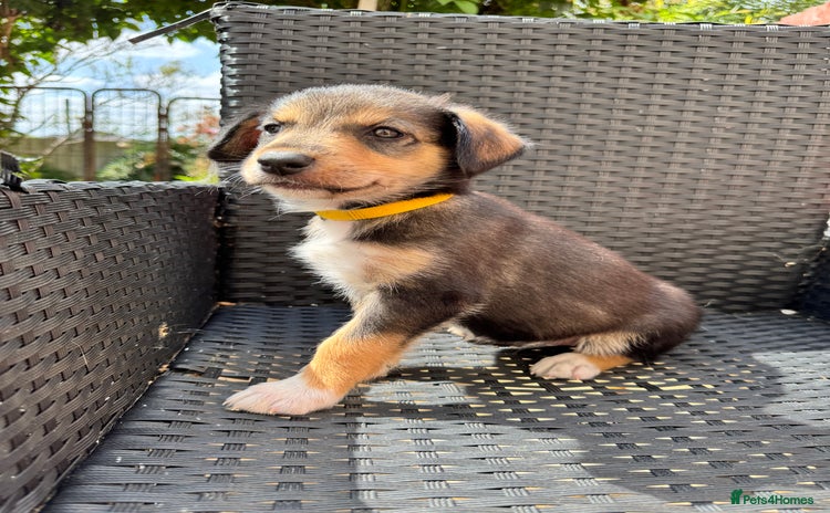 Mixed Breed dogs - Advert 1