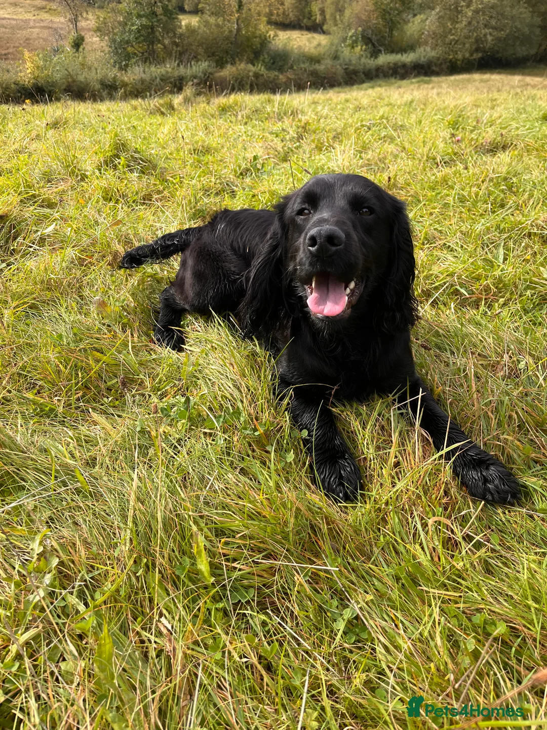 Cocker Spaniel dogs for stud: Proven Working Cocker Spaniel Stud  in Swansea - Advert 4