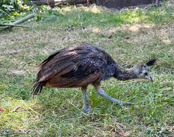 Peafowl poultry - Advert 11