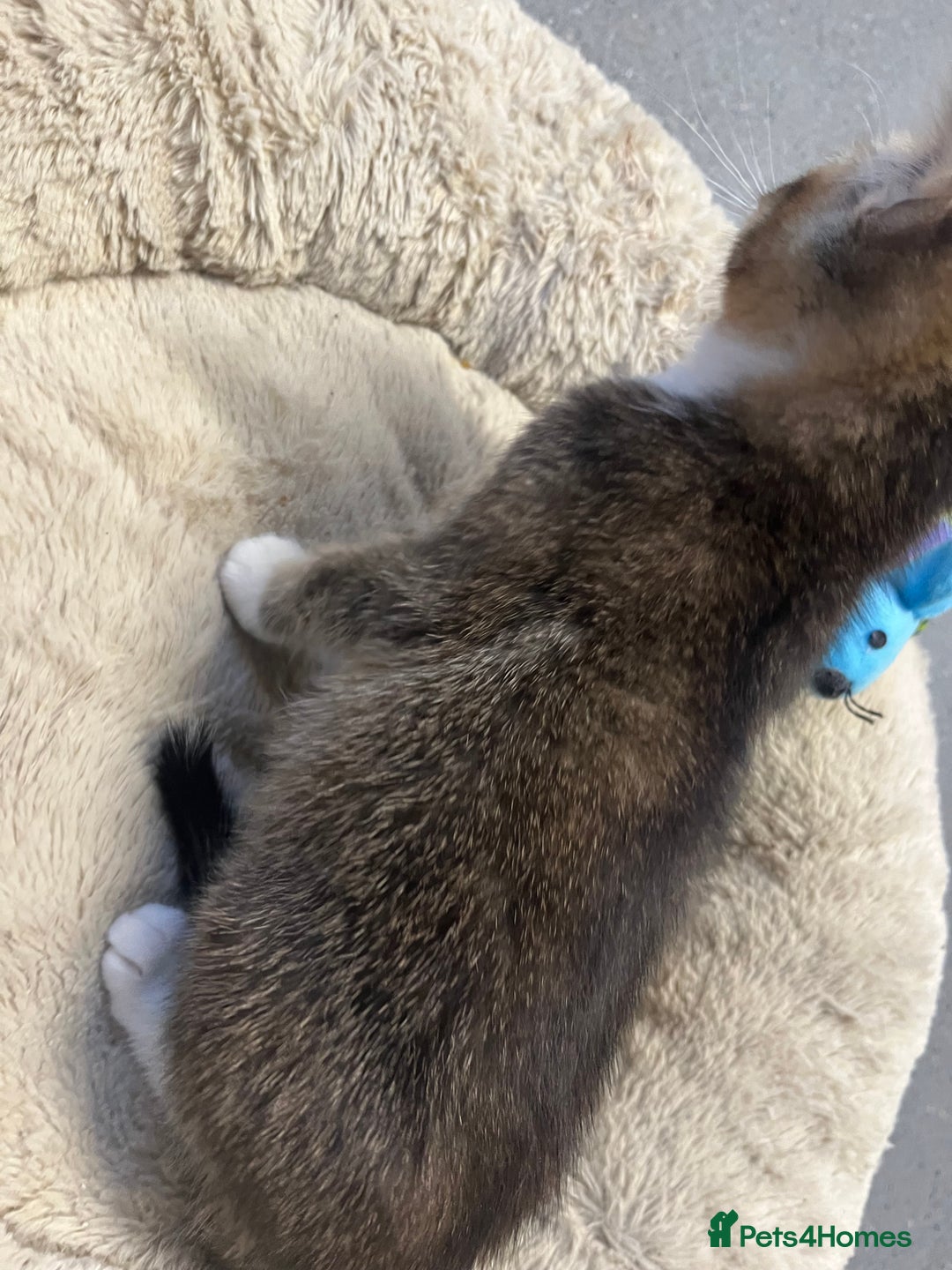 Mixed Breed cats for sale: 🐾 8 week old handsome Male Kitten - Advert 6