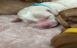 Cockapoo dogs for sale: Cockapoo puppies for sale- extensive DNA tested - Image 14