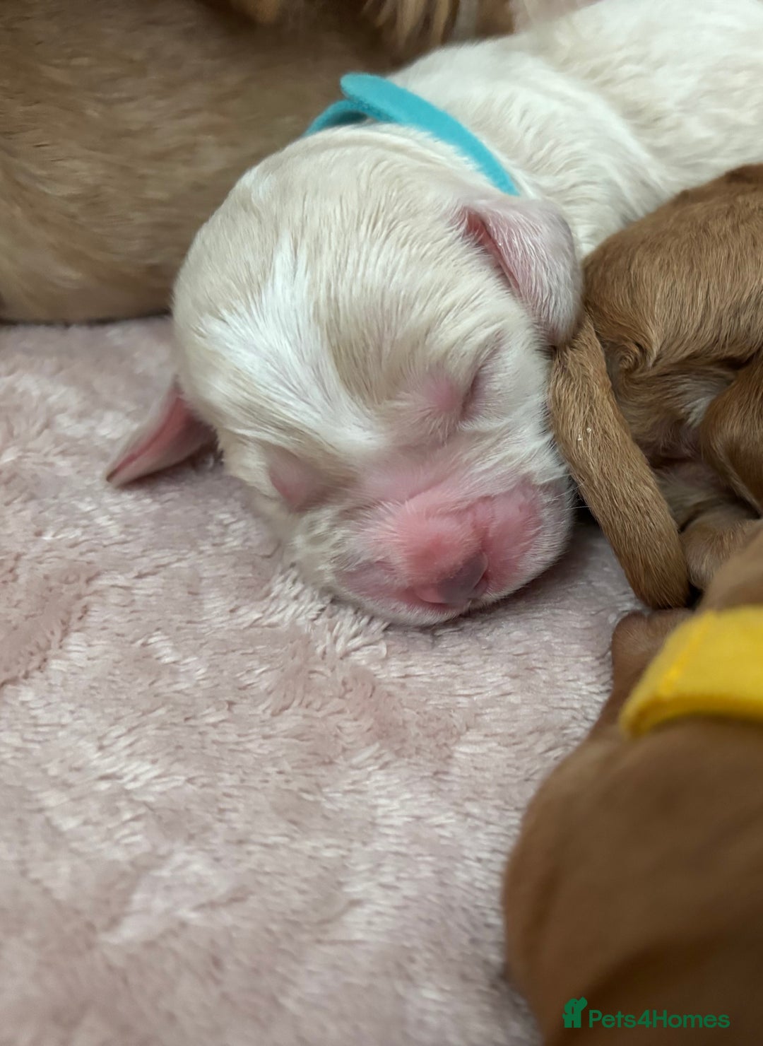 Cockapoo dogs for sale: Cockapoo puppies for sale- extensive DNA tested - Image 14