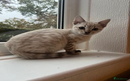Bengal cats for sale: 3 Bengal kittens are looking for a new home 🏠 🐾 - Image 6