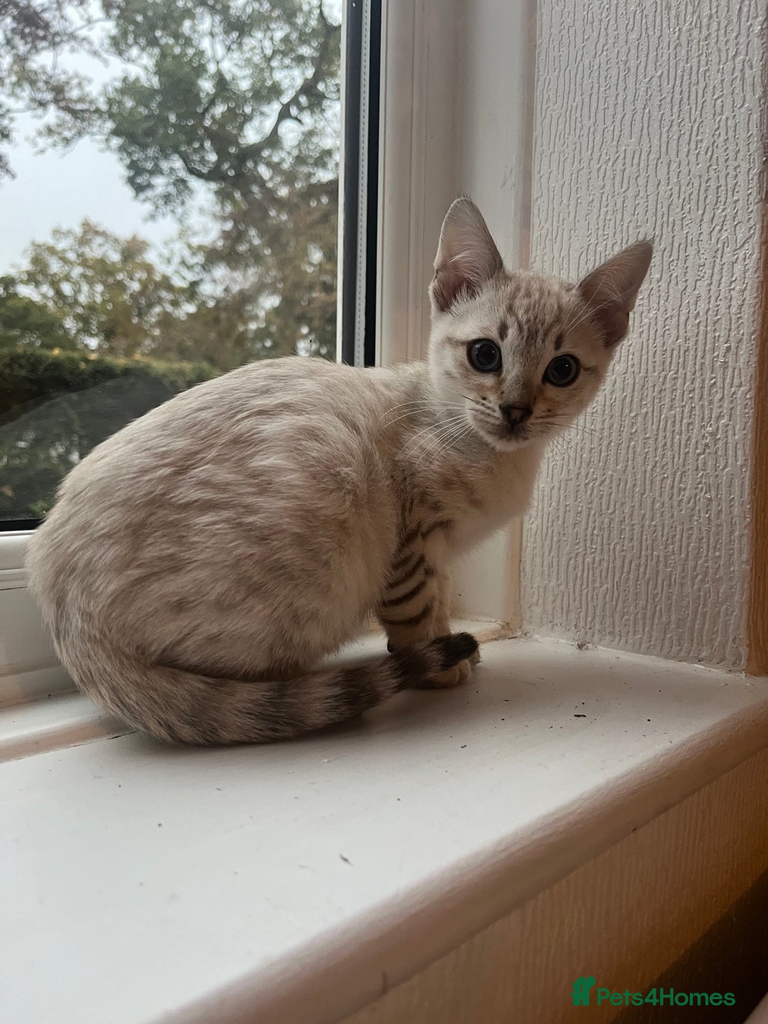 Bengal cats for sale: 3 Bengal kittens are looking for a new home 🏠 🐾 - Image 6