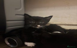 Mixed Breed cats for sale: Adorable Male Kittens Ready to Reserve - Image 9