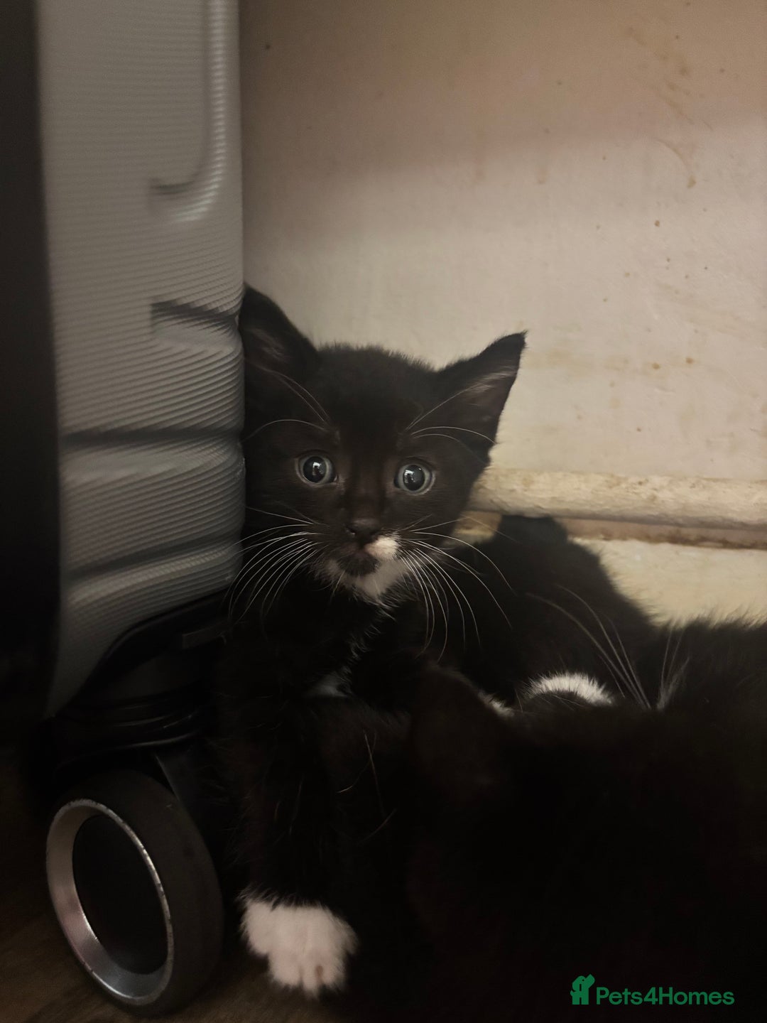 Mixed Breed cats for sale: Adorable Male Kittens Ready to Reserve - Image 9