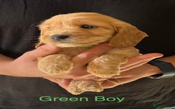 Cockapoo dogs for sale: Beautiful Cockapoo Puppies - Image 10