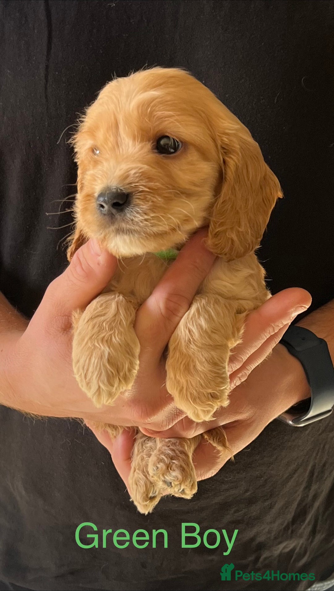 Cockapoo dogs for sale: Beautiful Cockapoo Puppies - Image 10
