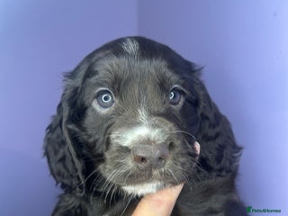 Cocker Spaniel dogs Stunning cocker spaniel puppies for sale - Advert 2
