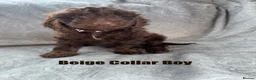 Cockapoo dogs for sale: F1 Cockapoo Puppies READY TO LEAVE - Advert 9
