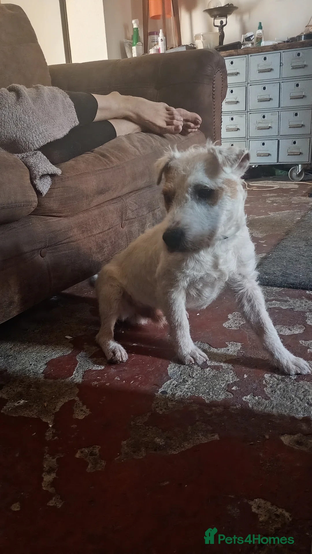 Jack Russell dogs for stud: Jack Russell Ken Gould Lines For Tud - Advert 3