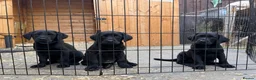 Labrador Retriever dogs for sale: Labrador Pup READY NOW 1 boy left - Advert 1