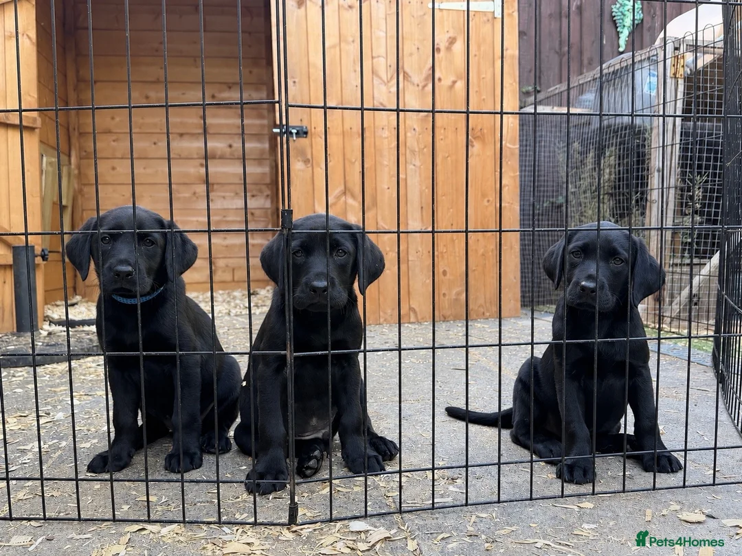 Labrador Retriever dogs for sale: Labrador Pup READY NOW 1 boy left - Advert 1
