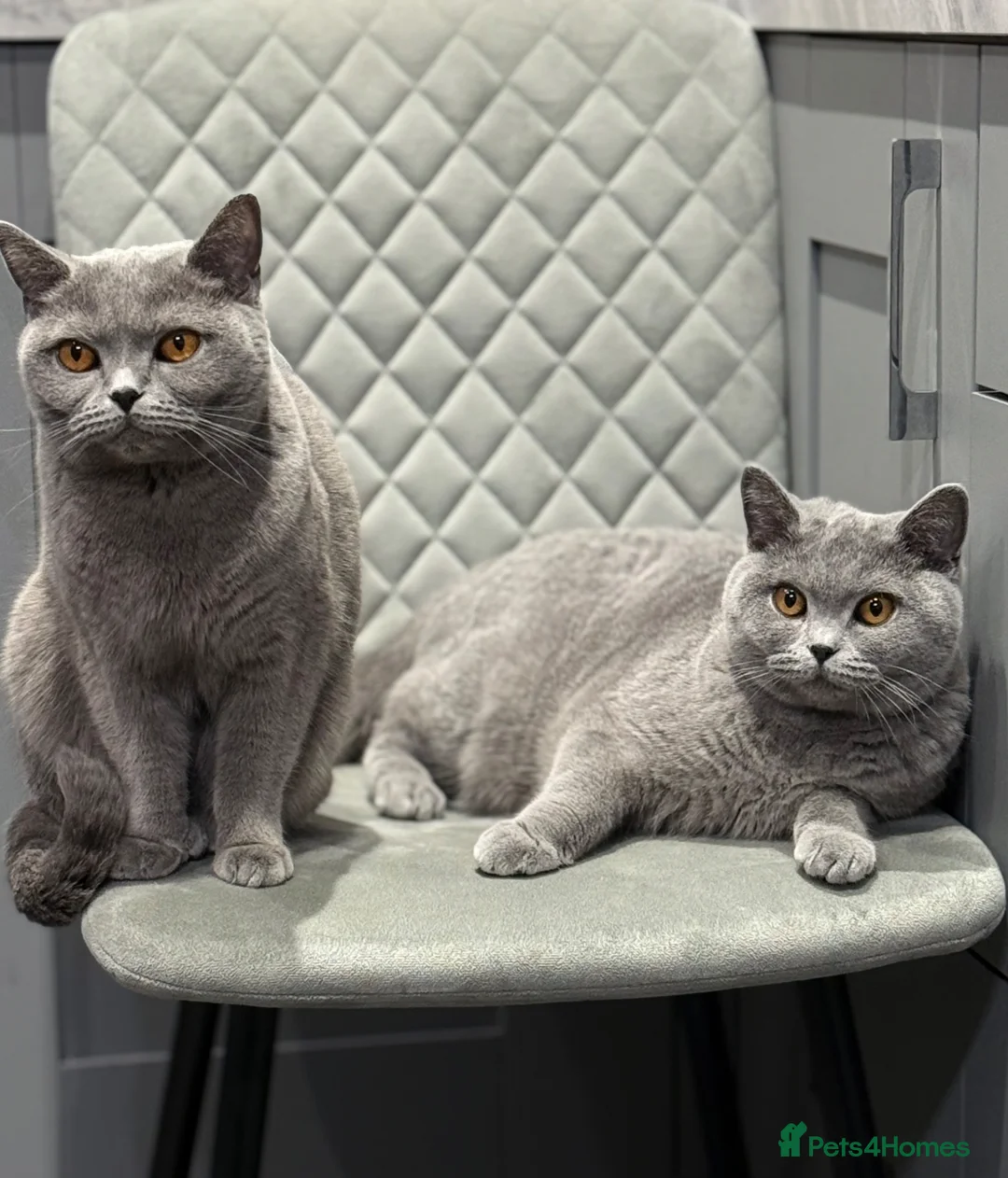 British Shorthair cats for sale: British shorthair ‼️GIRL‼️ in Sutton-in-Ashfield - Advert 2