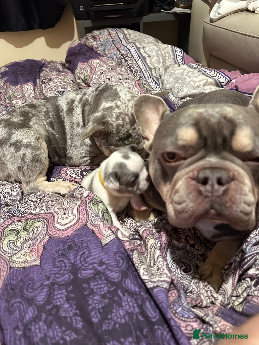 French Bulldog dogs for sale: French bulldog “fluffy” - Advert 26