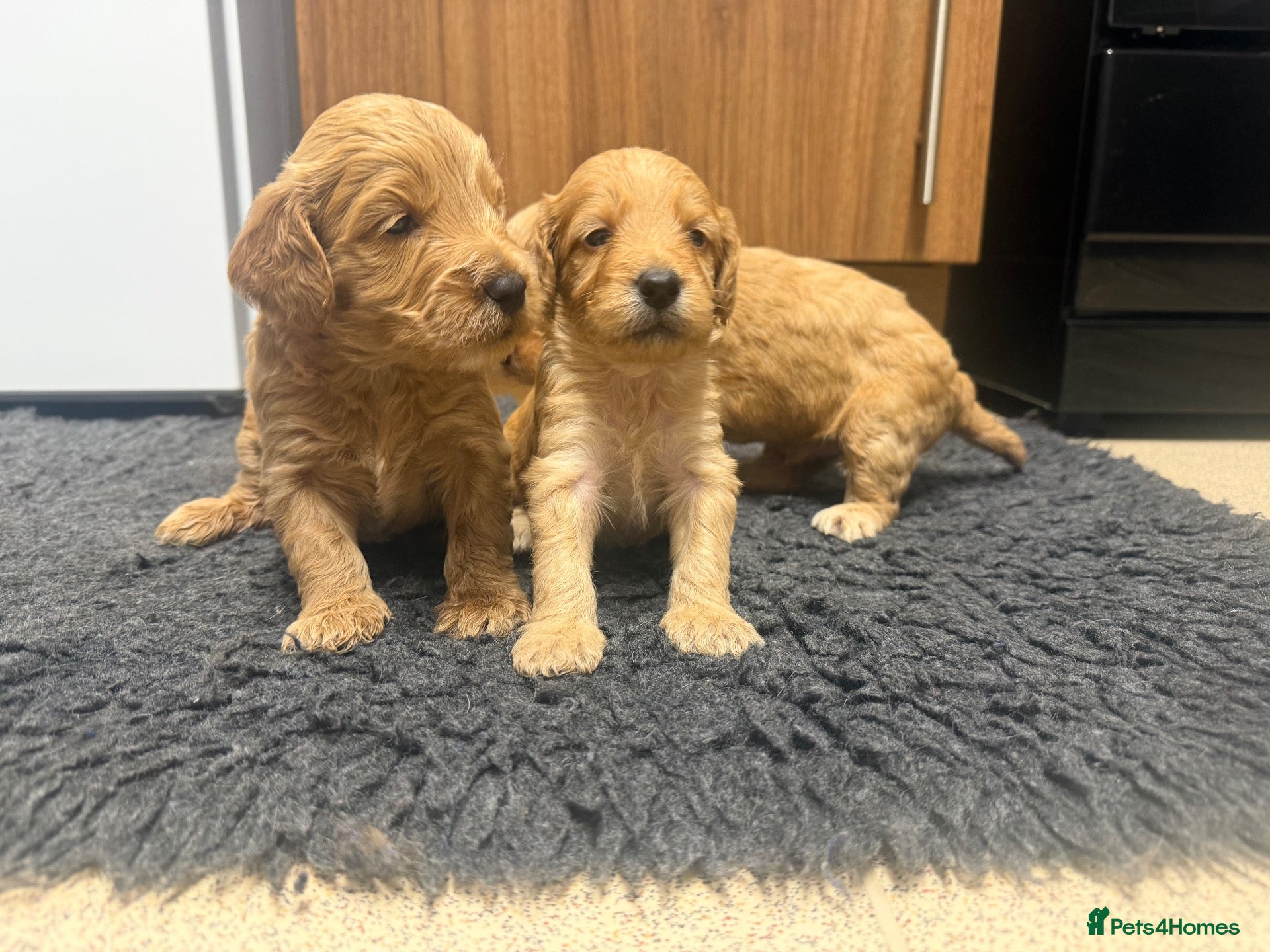 Cockapoo dogs Beautiful F1 Cockapoo Puppies  - Advert 18