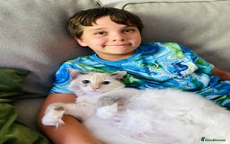 Ragdoll cats for sale: Stunning TICA reg Flame/Cream Boy - Image 15