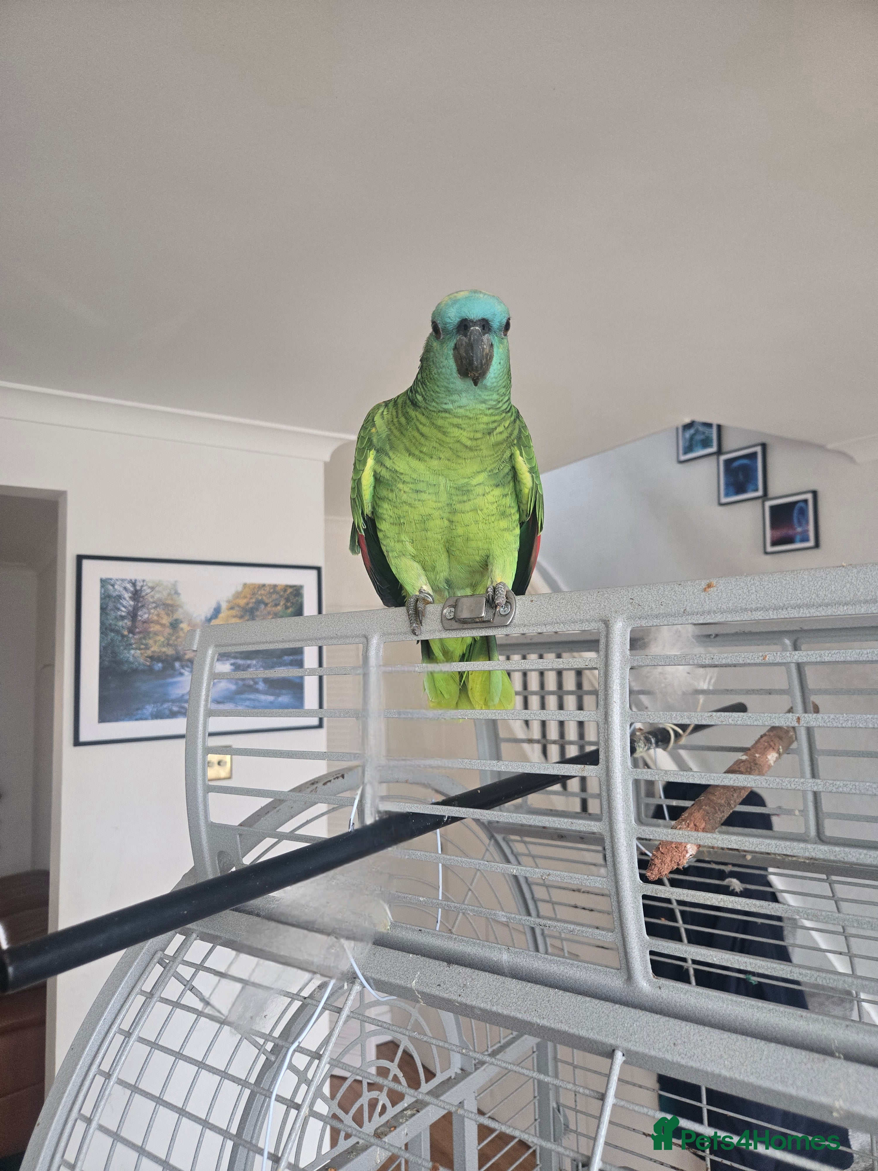 Parrots birds Blue-fronted Amazon Parrot with Large Cage - Advert 11
