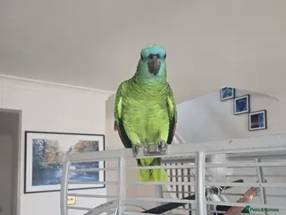 Parrots birds Blue-fronted Amazon Parrot with Large Cage - Advert 11