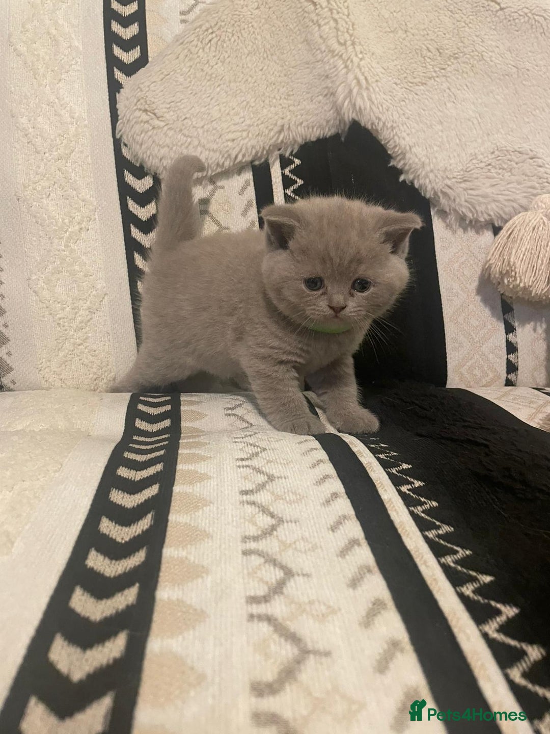 British Shorthair cats for sale: STUNNING BSH LILAC KITTENS 3 MALES/1 FEMALE  - Advert 11