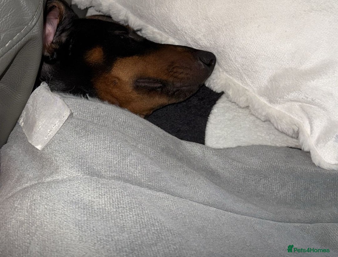 Dachshund dogs for sale: 2 Sausage dog female puppies for sale - Image 7