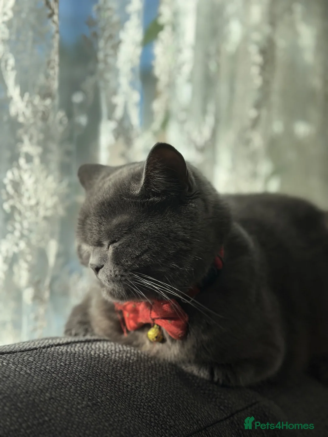 British Shorthair cats for sale: 6 weeks old Kittens  in Cambridge - Advert 2
