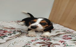Basset Hound dogs for sale: Basset hound pups  - Image 4